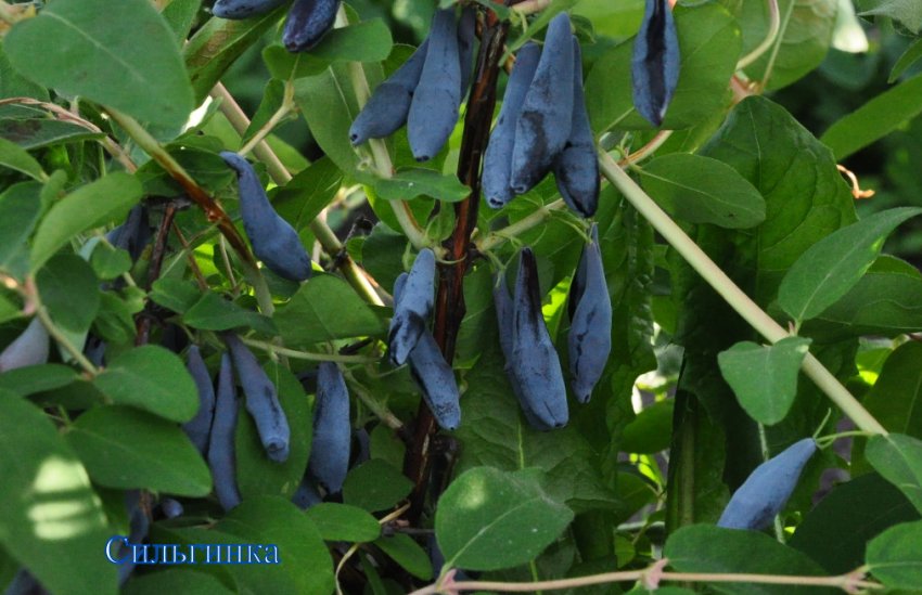 Жимолость Сильгинка Жимолость Сильгинка