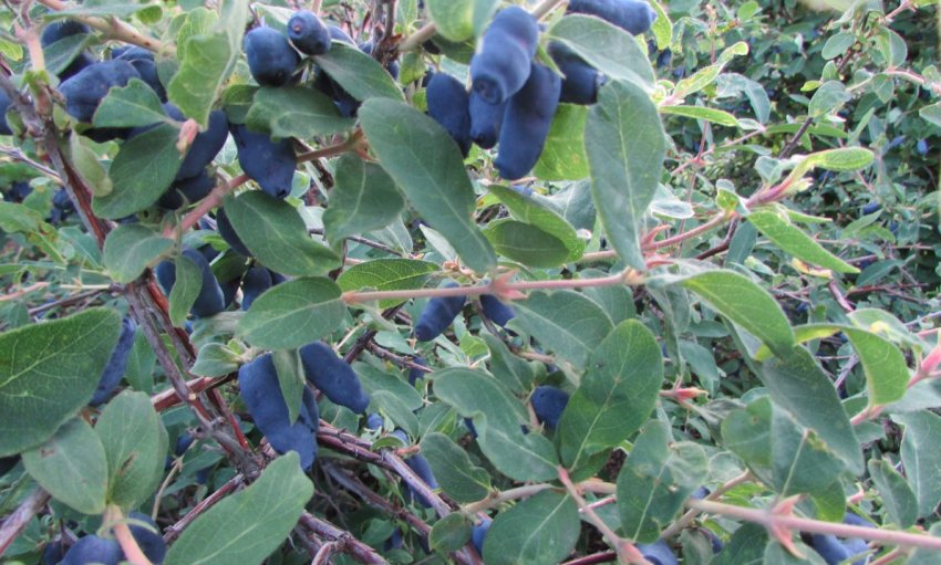 Жимолость сорти Сильгинка Жимолость сорти Сильгинка