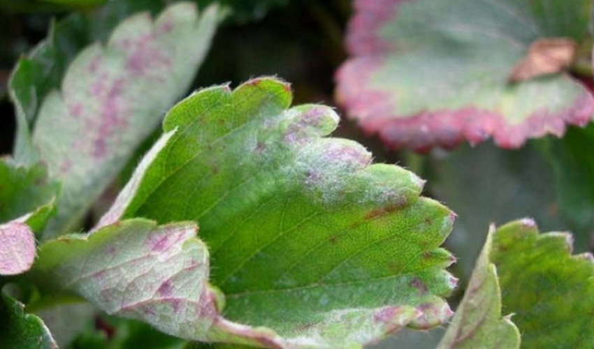 Борошниста роса Борошниста роса