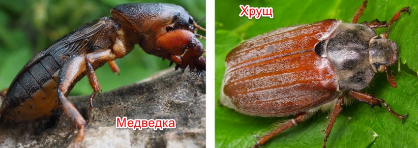 Шкідники ожини Шкідники ожини