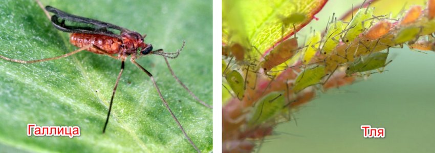 Шкідники ожини Шкідники ожини