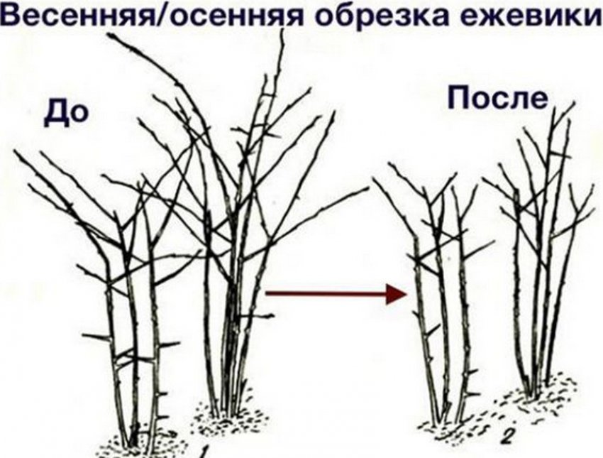 Сорт ежевики рубен описание сорта. 101054.pubnq0.850. Сорт ежевики рубен описание сорта фото. Сорт ежевики рубен описание сорта-101054.pubnq0.850. картинка Сорт ежевики рубен описание сорта. картинка 101054.pubnq0.850. Сорт Рубен – это очень вкусная и отливающаяся своей красотой ягода. Отзывы о ежевика Рубен в большинстве своем положительные, поскольку этот сорт не требует особого ухода и хорошо (в отличие от других сортов ежевики) переносит хранение. По внешнему виду Рубен больше имеет схожесть с малиной, чем ежевикой. Побеги Рубена не совсем похожи на побеги ежевики. Побег довольно-таки мощный, толстый, прямостоящий. В подвязке к шпалеру нет никакой необходимости, рубен может сам себя неплохо держать. Рубен – раннеспелый сорт. В отличие от других сортов, урожай сорта Рубен можно начинать собирать в первый год после того, как вы посадите ягоду. Если вы будете правильно ухаживать за кустом, то за сезон вы сможете два раза собрать неплохой урожай: конец августа и ноябрь. При правильном уходе вы сможет собирать 5-6 кг ягод. Также особенностью Рубена является наличие шипов. Но, к счастью, они никак не помешают работе по уходу за кустами. Дачники, которые выращивают этот сорт говорят о том, что никаких неудобств шипы не доставляют.