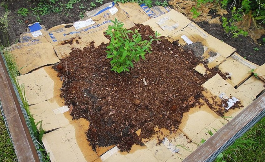 Мульчування жимолості Мульчування жимолості