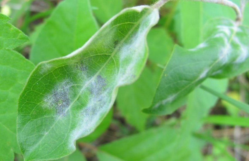 Борошниста роса на жимолості Борошниста роса на жимолості