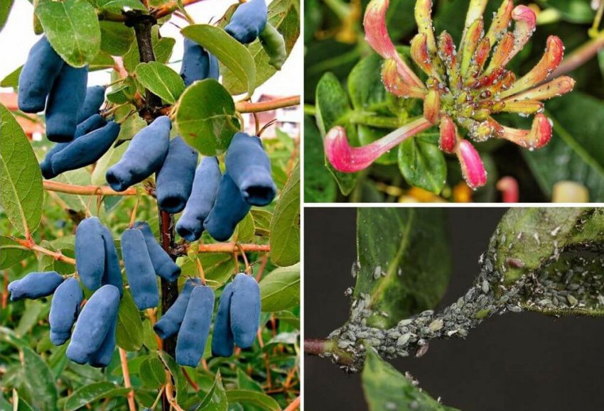 Попелиця на жимолості Попелиця на жимолості