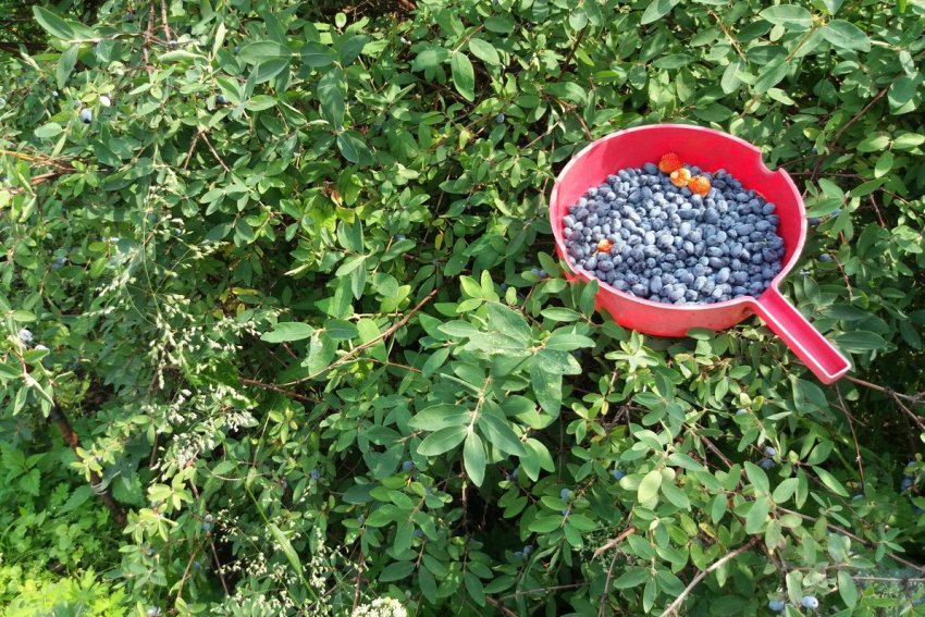 Збір врожаю жимолості Збір врожаю жимолості