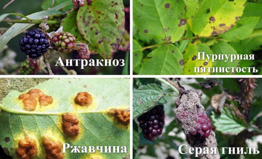 Сорт ежевики рубен описание сорта. 101064.pubo6o.850. Сорт ежевики рубен описание сорта фото. Сорт ежевики рубен описание сорта-101064.pubo6o.850. картинка Сорт ежевики рубен описание сорта. картинка 101064.pubo6o.850. Сорт Рубен – это очень вкусная и отливающаяся своей красотой ягода. Отзывы о ежевика Рубен в большинстве своем положительные, поскольку этот сорт не требует особого ухода и хорошо (в отличие от других сортов ежевики) переносит хранение. По внешнему виду Рубен больше имеет схожесть с малиной, чем ежевикой. Побеги Рубена не совсем похожи на побеги ежевики. Побег довольно-таки мощный, толстый, прямостоящий. В подвязке к шпалеру нет никакой необходимости, рубен может сам себя неплохо держать. Рубен – раннеспелый сорт. В отличие от других сортов, урожай сорта Рубен можно начинать собирать в первый год после того, как вы посадите ягоду. Если вы будете правильно ухаживать за кустом, то за сезон вы сможете два раза собрать неплохой урожай: конец августа и ноябрь. При правильном уходе вы сможет собирать 5-6 кг ягод. Также особенностью Рубена является наличие шипов. Но, к счастью, они никак не помешают работе по уходу за кустами. Дачники, которые выращивают этот сорт говорят о том, что никаких неудобств шипы не доставляют.