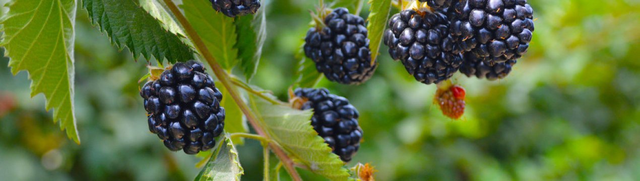 Сорт ожини Черокі: характеристики, особливості вирощування