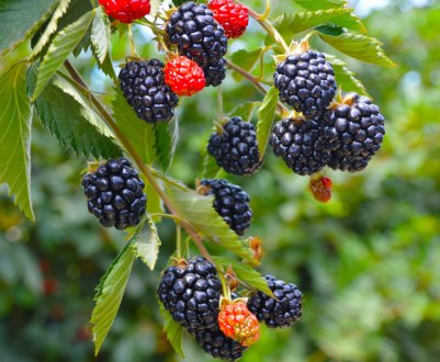 Сорт ожини Черокі: характеристики, особливості вирощування