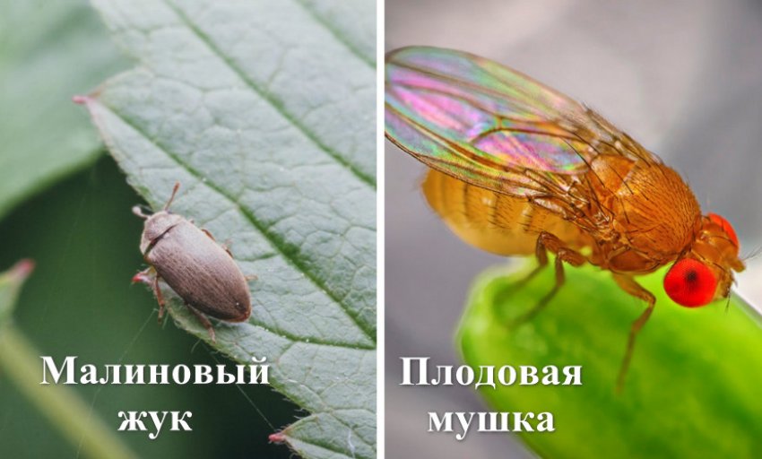 Сорт ежевики рубен описание сорта. 101071.pubodc.850. Сорт ежевики рубен описание сорта фото. Сорт ежевики рубен описание сорта-101071.pubodc.850. картинка Сорт ежевики рубен описание сорта. картинка 101071.pubodc.850. Сорт Рубен – это очень вкусная и отливающаяся своей красотой ягода. Отзывы о ежевика Рубен в большинстве своем положительные, поскольку этот сорт не требует особого ухода и хорошо (в отличие от других сортов ежевики) переносит хранение. По внешнему виду Рубен больше имеет схожесть с малиной, чем ежевикой. Побеги Рубена не совсем похожи на побеги ежевики. Побег довольно-таки мощный, толстый, прямостоящий. В подвязке к шпалеру нет никакой необходимости, рубен может сам себя неплохо держать. Рубен – раннеспелый сорт. В отличие от других сортов, урожай сорта Рубен можно начинать собирать в первый год после того, как вы посадите ягоду. Если вы будете правильно ухаживать за кустом, то за сезон вы сможете два раза собрать неплохой урожай: конец августа и ноябрь. При правильном уходе вы сможет собирать 5-6 кг ягод. Также особенностью Рубена является наличие шипов. Но, к счастью, они никак не помешают работе по уходу за кустами. Дачники, которые выращивают этот сорт говорят о том, что никаких неудобств шипы не доставляют.