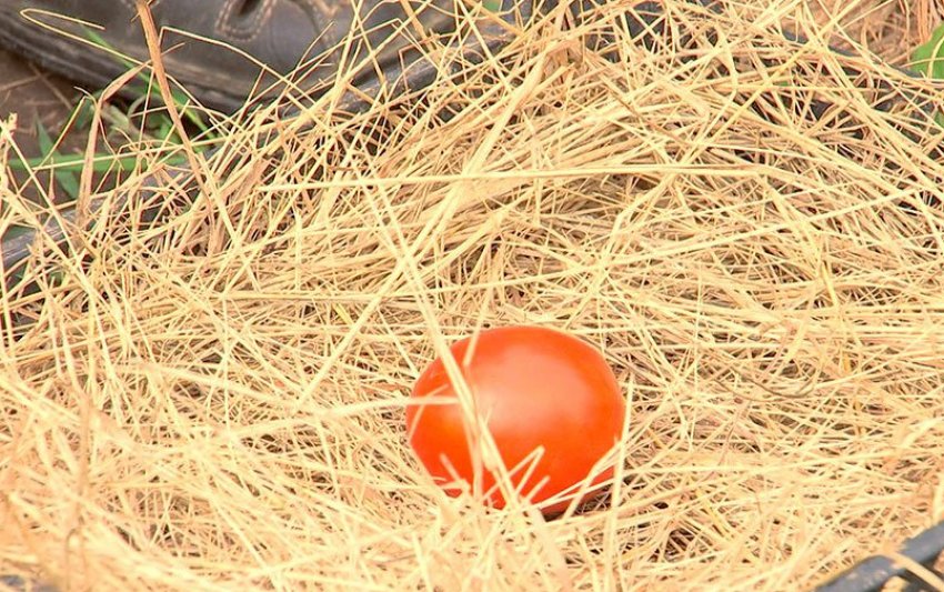 Зберігання помідор в соломі Зберігання помідор в соломі