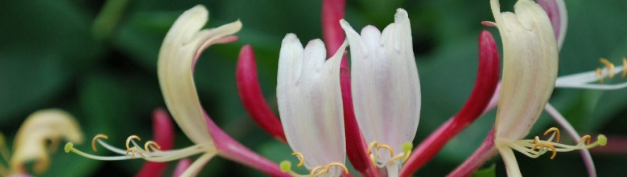 Жимолость декоративна Бельгика Селект: основні характеристики