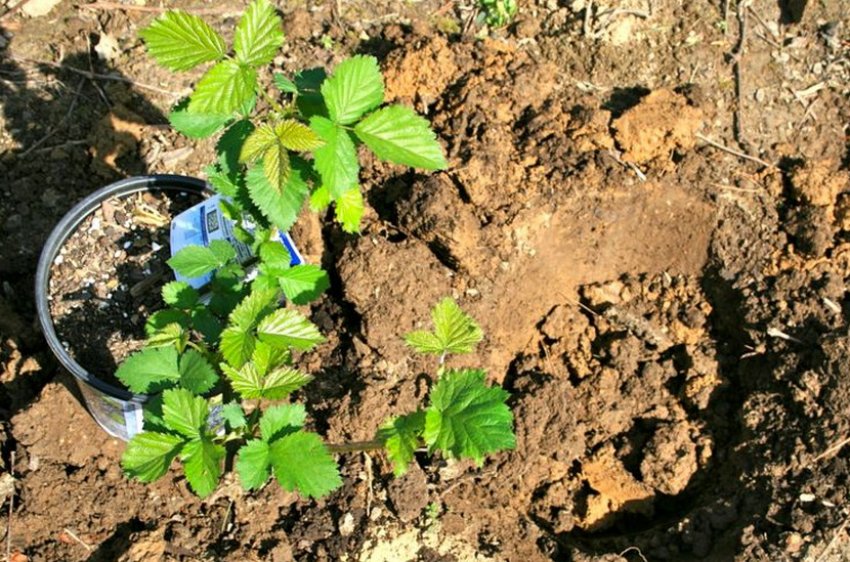 Посадка ожини