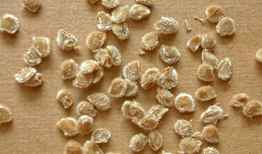 Насіння томатів Насіння томатів