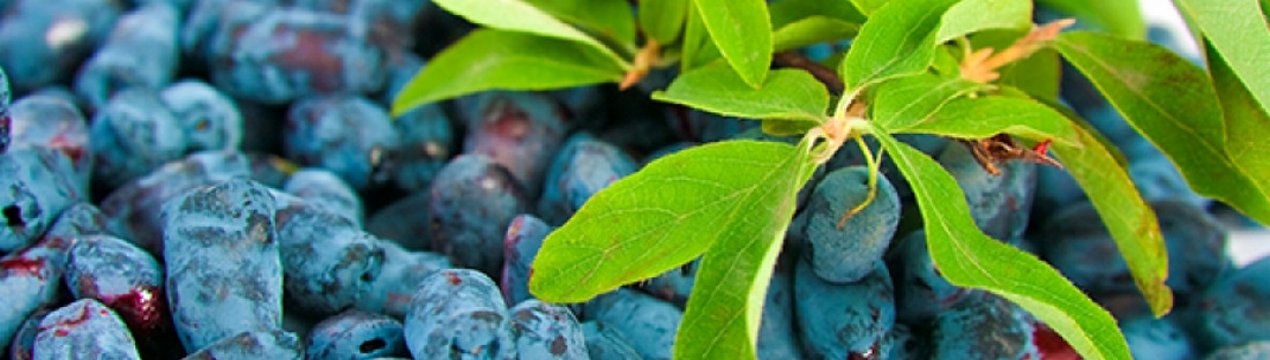 Жимолость плодовая съедобная Нимфа — характеристики сорта