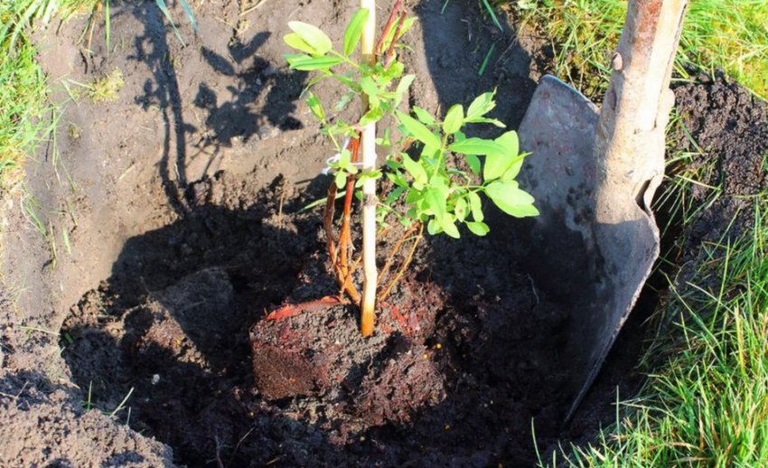 Посадка жимолості