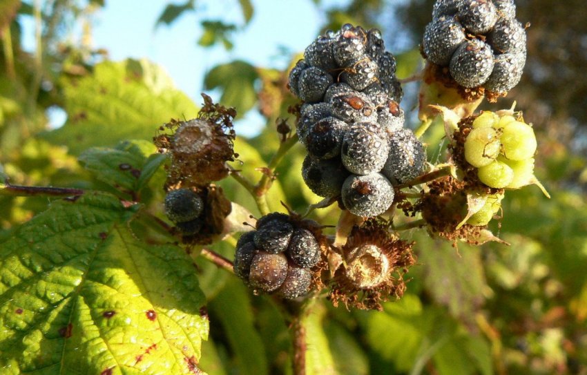 Антраноз ожини