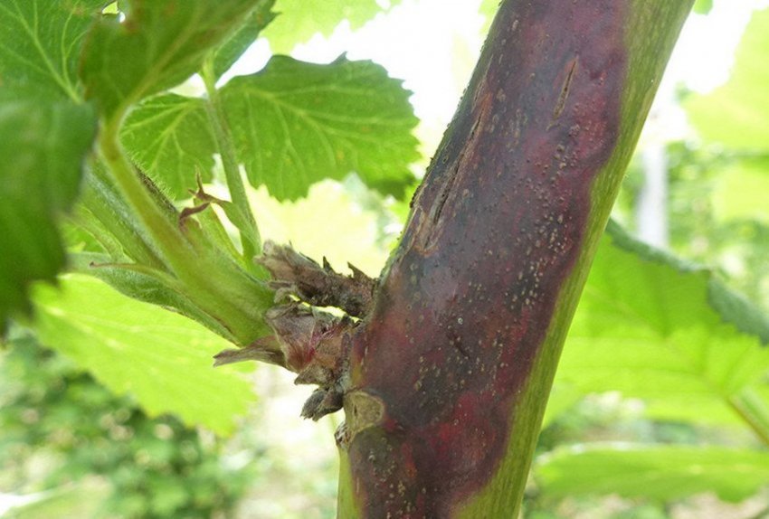 Дидимелла на ожині