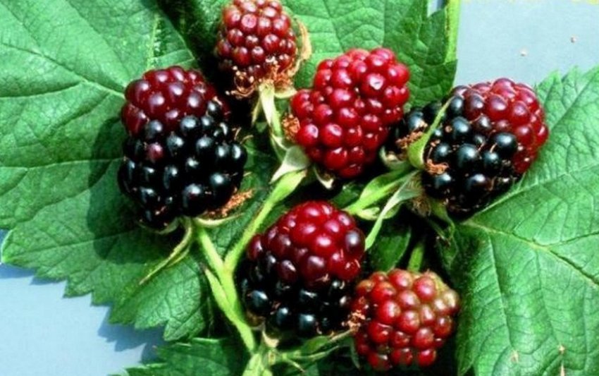 Ожиновий кліщ