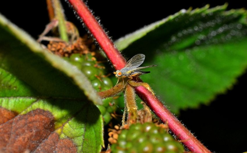 Малинная стеблова муха