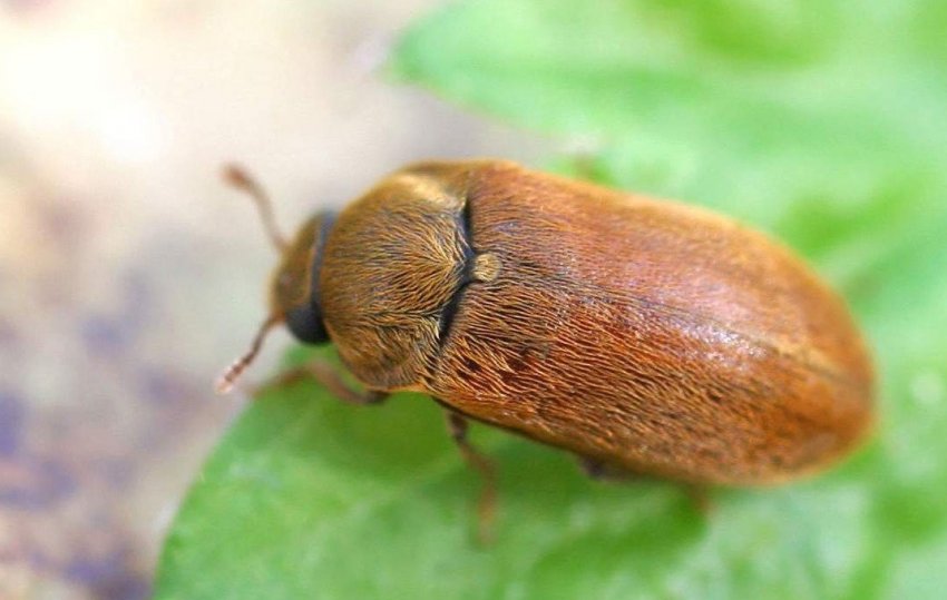 Малиновий жук