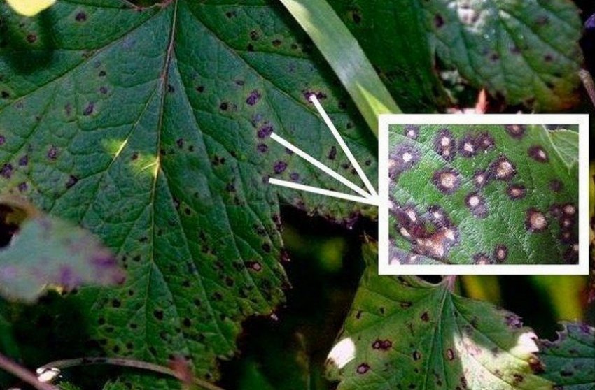 Септоріоз листя ожини