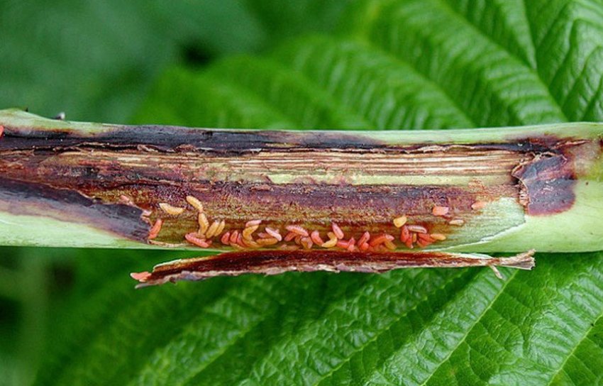 Стеблова малинная галиця