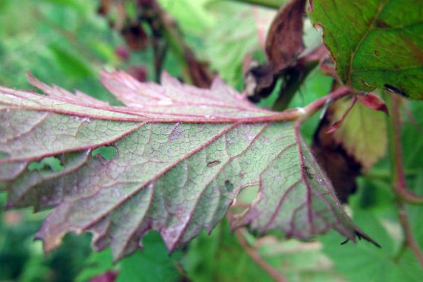 Неінфекційний хлороз