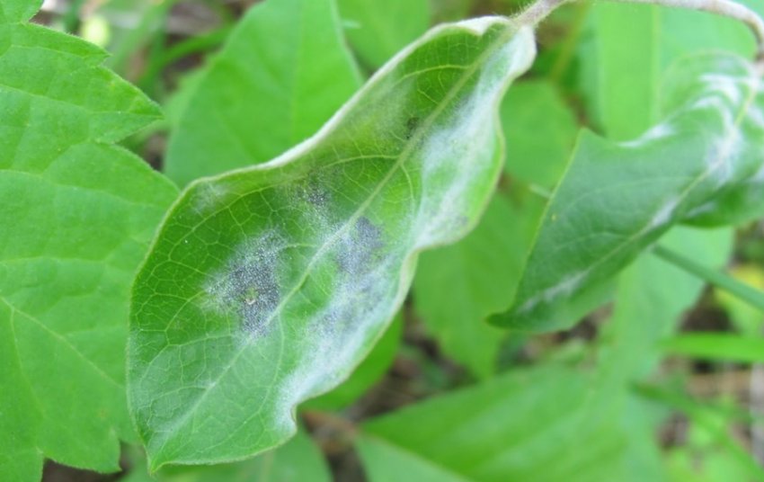 Борошниста роса