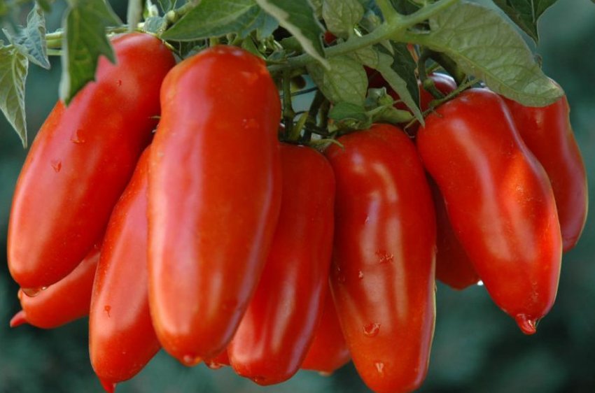 Томат Хохлома