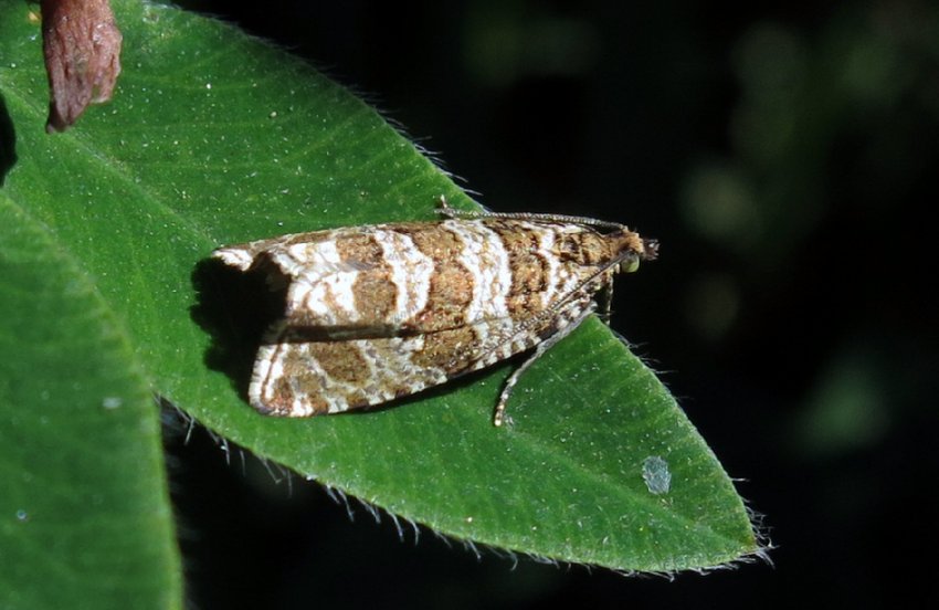 Листовійка