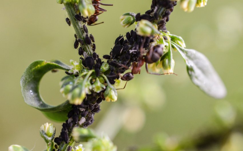 Попелиця на жимолості