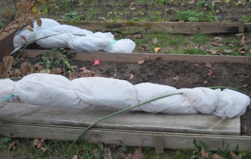 Укриття ожини на зиму