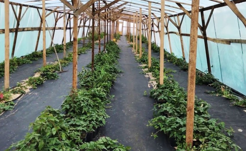 Ожина у теплиці