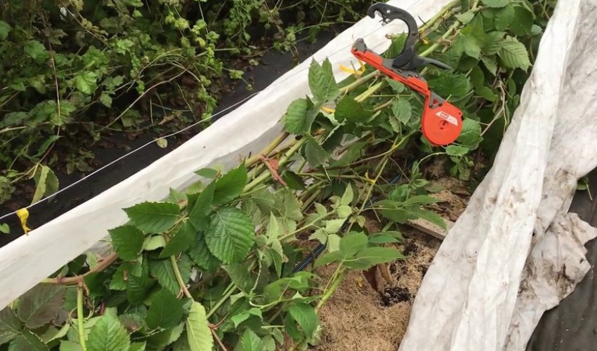 Зимівля ожини