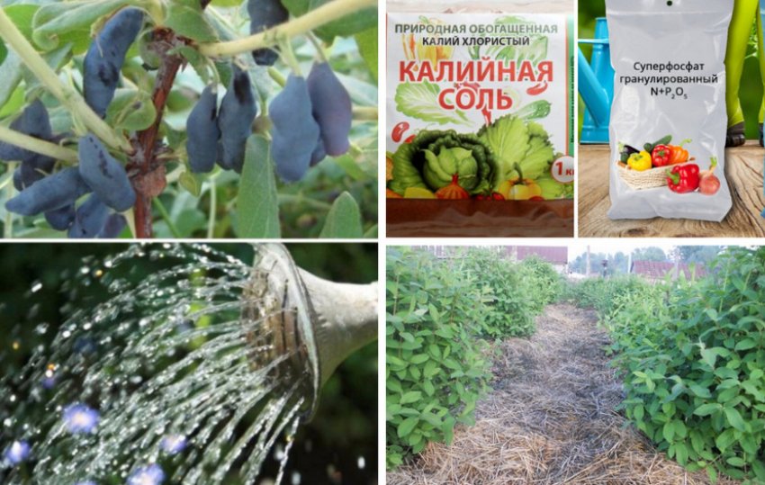 Догляд за кущами