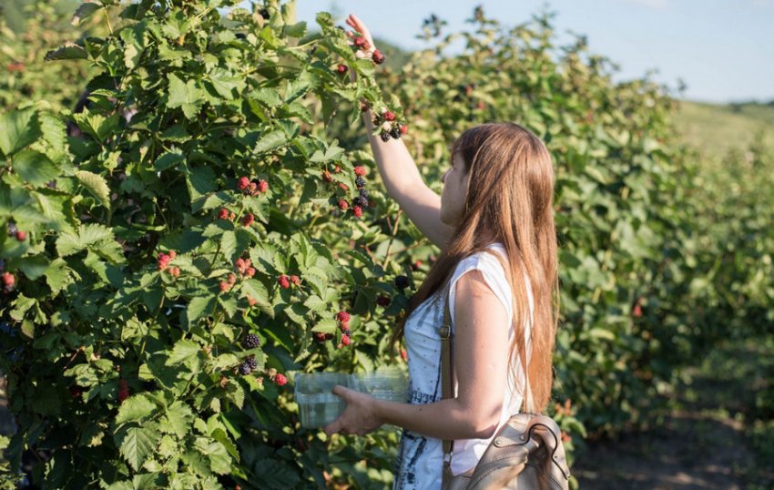 Збір ожини