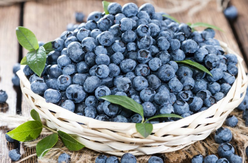 У прикарпатського фермера-майдановца невідомі виламали 700 кущів малини