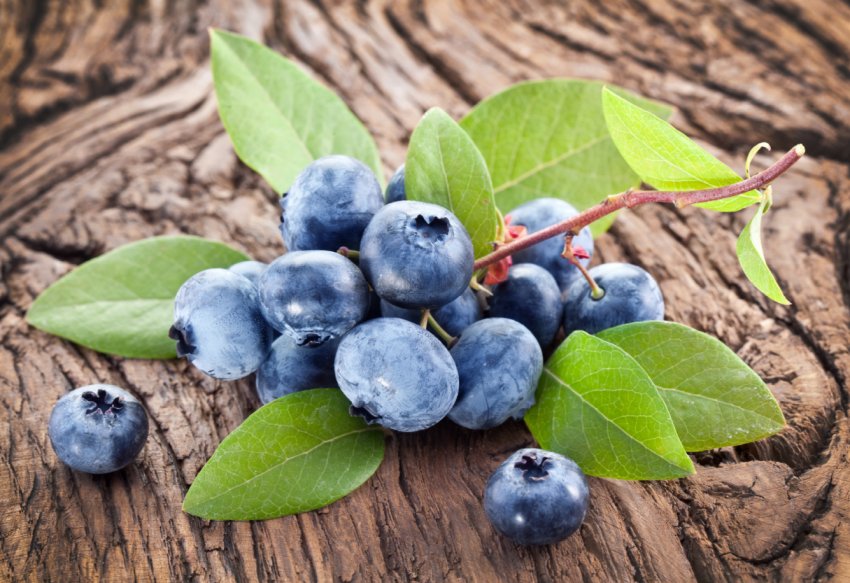 У прикарпатського фермера-майдановца невідомі виламали 700 кущів малини