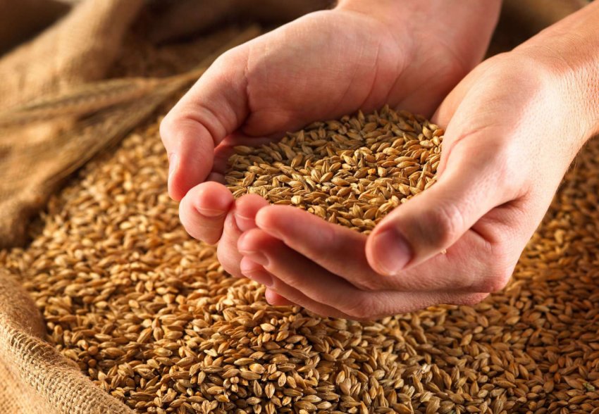 Площа вилягання хлібів у Вінницькій області склала 10 відсотків