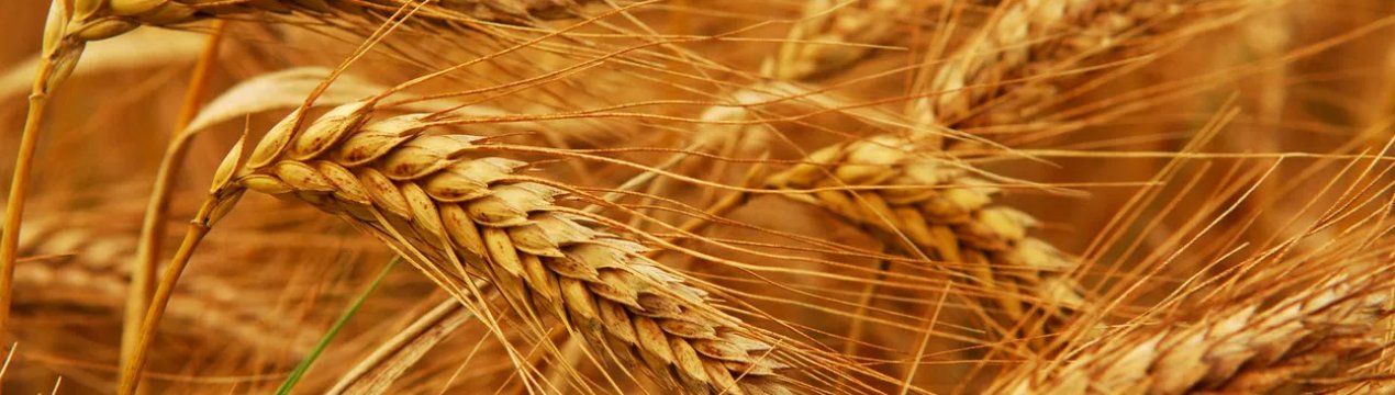 Площа вилягання хлібів у Вінницькій області склала 10 відсотків