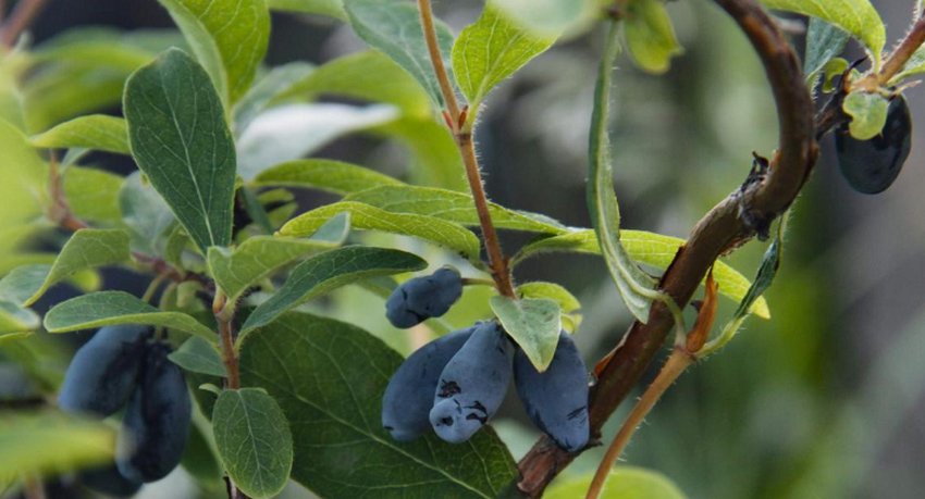 Жимолость їстівна середньостигла Московська 23