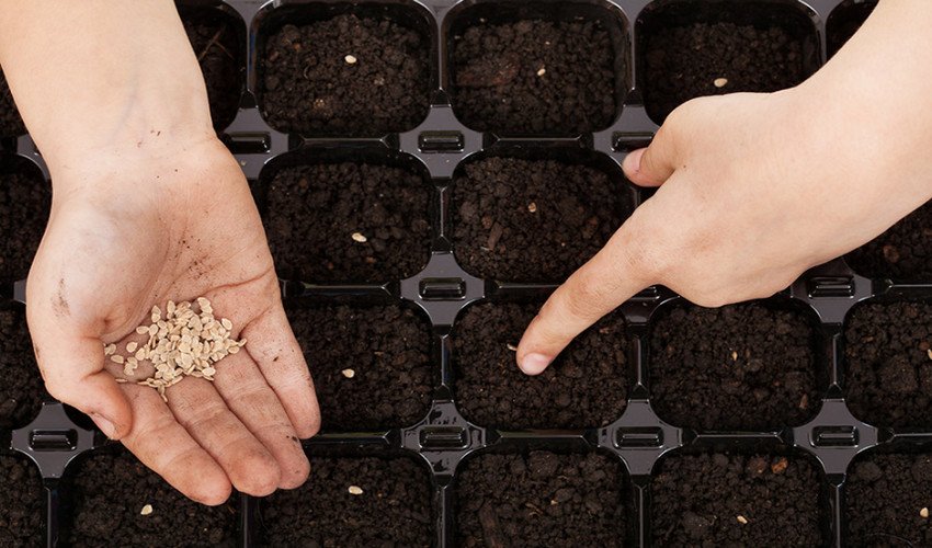 Грунтова суміш Грунтова суміш