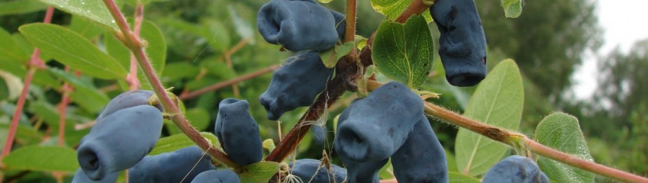 Жимолость їстівна Томичка: характеристики сорту, особливості вирощування