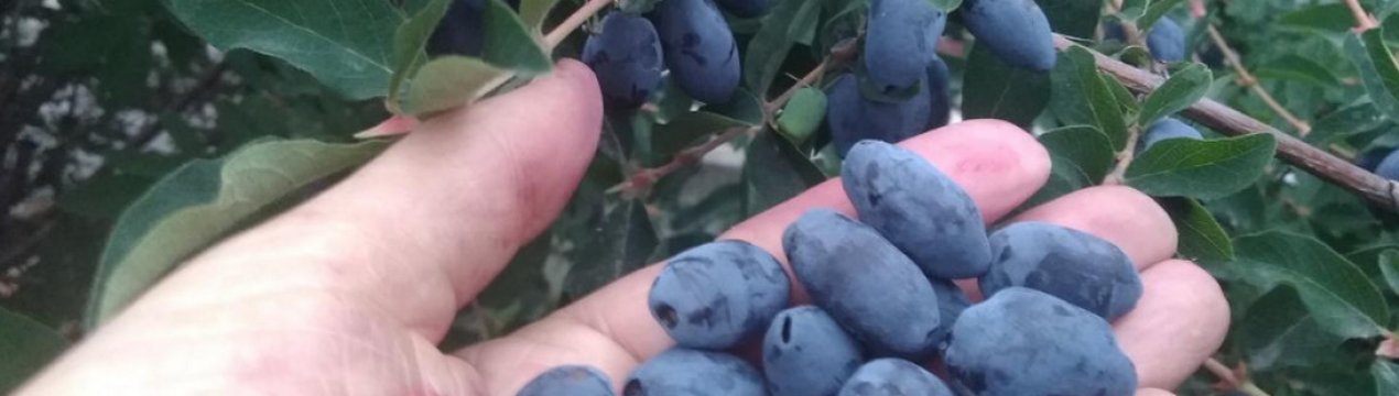 Жимолость їстівна Берель: характеристики сорту і особливості вирощування