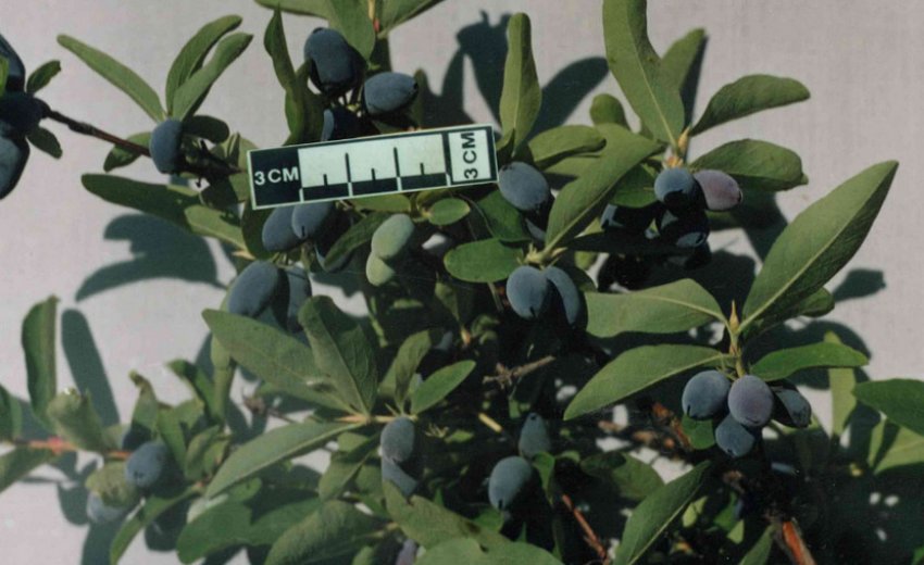 Жимолость Берель