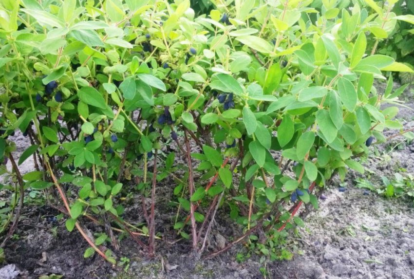 Вирощування жимолості
