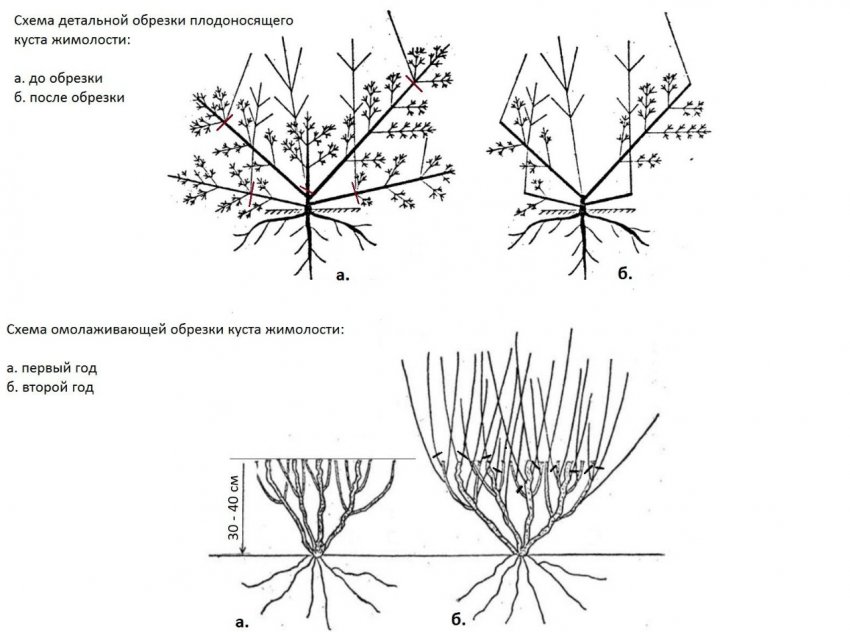 Схема обрізки жимолості