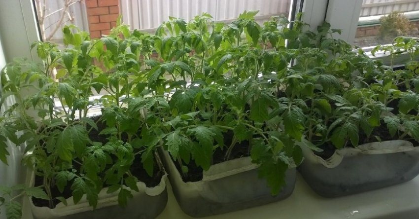 Розсада томатів