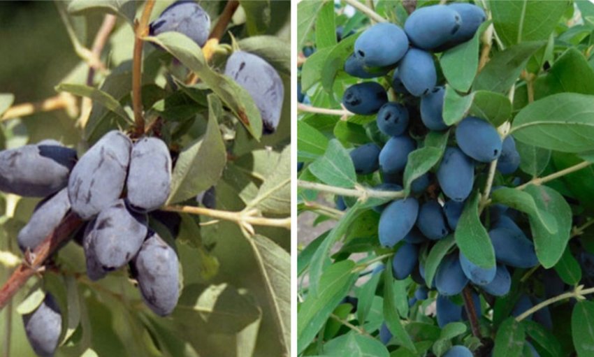 Ягоди жимолості Берель